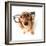 Funny Little Dachshund Wearing Glasses Distorted By Wide Angle Closeup. Focus On The Eyes-Hannamariah-Framed Photographic Print