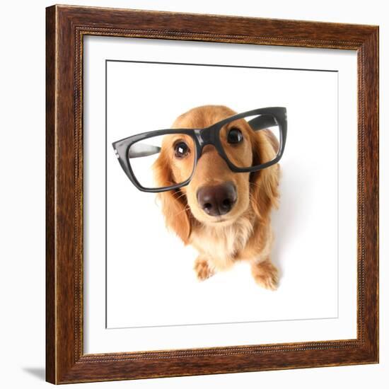 Funny Little Dachshund Wearing Glasses Distorted By Wide Angle Closeup. Focus On The Eyes-Hannamariah-Framed Photographic Print