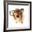 Funny Little Dachshund Wearing Glasses Distorted By Wide Angle Closeup. Focus On The Eyes-Hannamariah-Framed Photographic Print