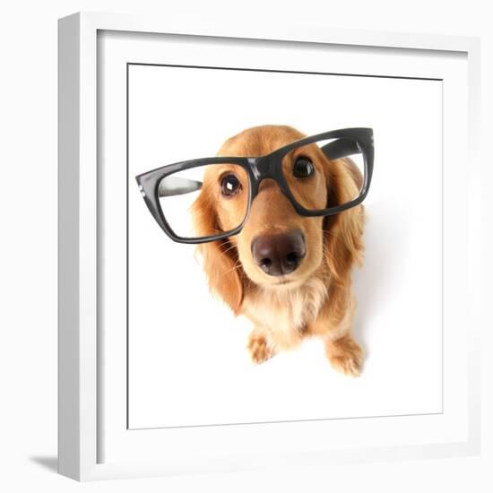 Funny Little Dachshund Wearing Glasses Distorted By Wide Angle Closeup. Focus On The Eyes-Hannamariah-Framed Photographic Print