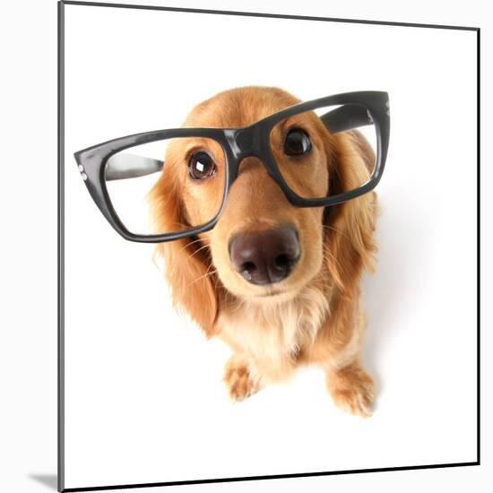 Funny Little Dachshund Wearing Glasses Distorted By Wide Angle Closeup. Focus On The Eyes-Hannamariah-Mounted Photographic Print