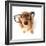 Funny Little Dachshund Wearing Glasses Distorted By Wide Angle Closeup. Focus On The Eyes-Hannamariah-Framed Photographic Print