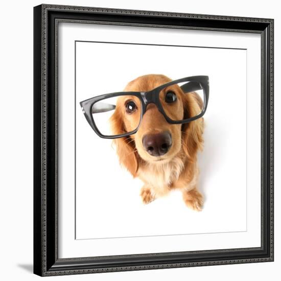 Funny Little Dachshund Wearing Glasses Distorted By Wide Angle Closeup. Focus On The Eyes-Hannamariah-Framed Photographic Print