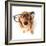 Funny Little Dachshund Wearing Glasses Distorted By Wide Angle Closeup. Focus On The Eyes-Hannamariah-Framed Photographic Print