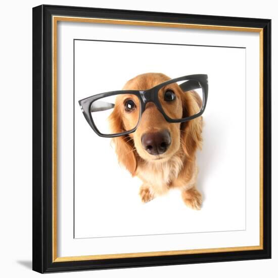 Funny Little Dachshund Wearing Glasses Distorted By Wide Angle Closeup. Focus On The Eyes-Hannamariah-Framed Photographic Print