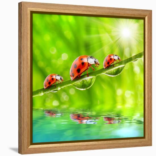 Funny Picture Of The Ladybugs Family Running On A Grass Bridge Over A Spring Flood-Kletr-Framed Premier Image Canvas