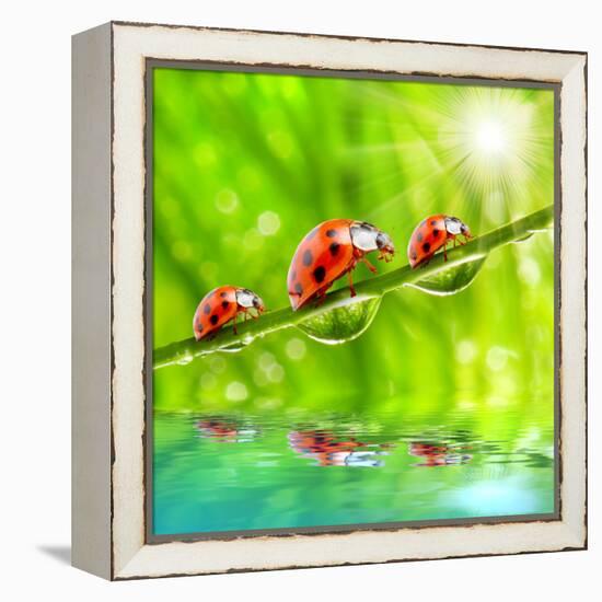 Funny Picture Of The Ladybugs Family Running On A Grass Bridge Over A Spring Flood-Kletr-Framed Premier Image Canvas