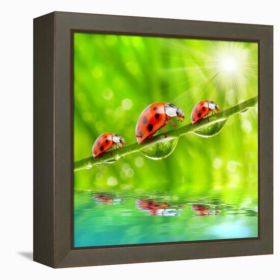 Funny Picture Of The Ladybugs Family Running On A Grass Bridge Over A Spring Flood-Kletr-Framed Premier Image Canvas