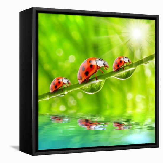 Funny Picture Of The Ladybugs Family Running On A Grass Bridge Over A Spring Flood-Kletr-Framed Premier Image Canvas