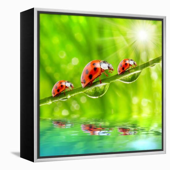 Funny Picture Of The Ladybugs Family Running On A Grass Bridge Over A Spring Flood-Kletr-Framed Premier Image Canvas