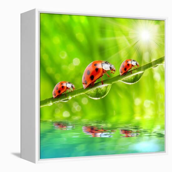 Funny Picture Of The Ladybugs Family Running On A Grass Bridge Over A Spring Flood-Kletr-Framed Premier Image Canvas