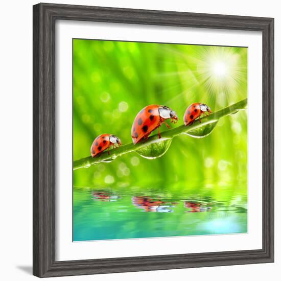 Funny Picture Of The Ladybugs Family Running On A Grass Bridge Over A Spring Flood-Kletr-Framed Photographic Print