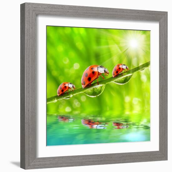 Funny Picture Of The Ladybugs Family Running On A Grass Bridge Over A Spring Flood-Kletr-Framed Photographic Print