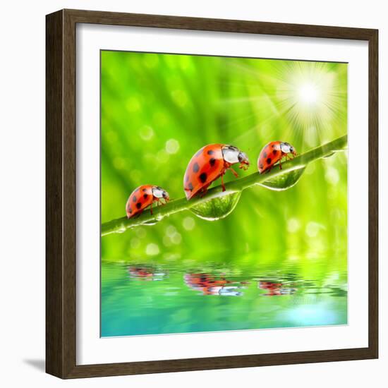 Funny Picture Of The Ladybugs Family Running On A Grass Bridge Over A Spring Flood-Kletr-Framed Photographic Print