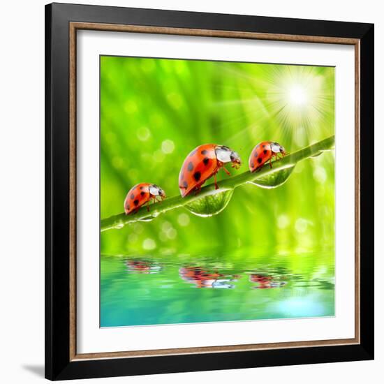 Funny Picture Of The Ladybugs Family Running On A Grass Bridge Over A Spring Flood-Kletr-Framed Photographic Print