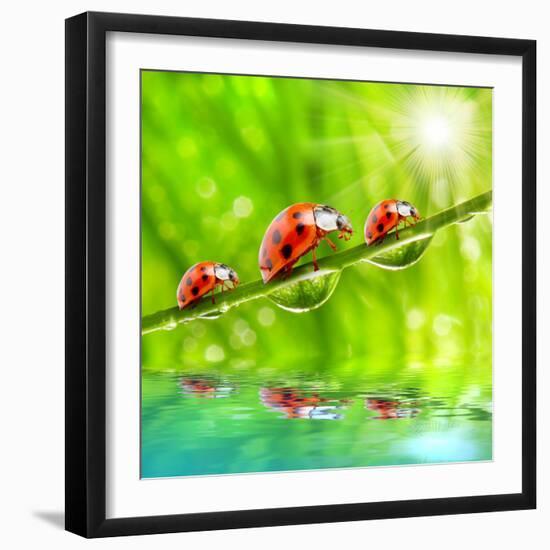 Funny Picture Of The Ladybugs Family Running On A Grass Bridge Over A Spring Flood-Kletr-Framed Photographic Print