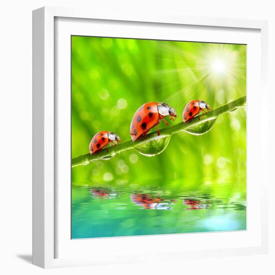 Funny Picture Of The Ladybugs Family Running On A Grass Bridge Over A Spring Flood-Kletr-Framed Photographic Print