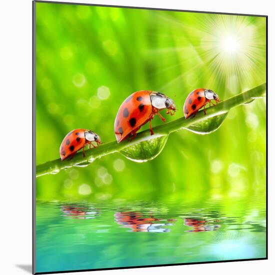 Funny Picture Of The Ladybugs Family Running On A Grass Bridge Over A Spring Flood-Kletr-Mounted Photographic Print