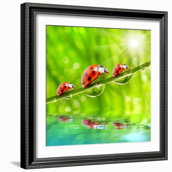 Funny Picture Of The Ladybugs Family Running On A Grass Bridge Over A Spring Flood-Kletr-Framed Photographic Print