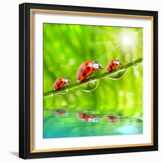 Funny Picture Of The Ladybugs Family Running On A Grass Bridge Over A Spring Flood-Kletr-Framed Photographic Print