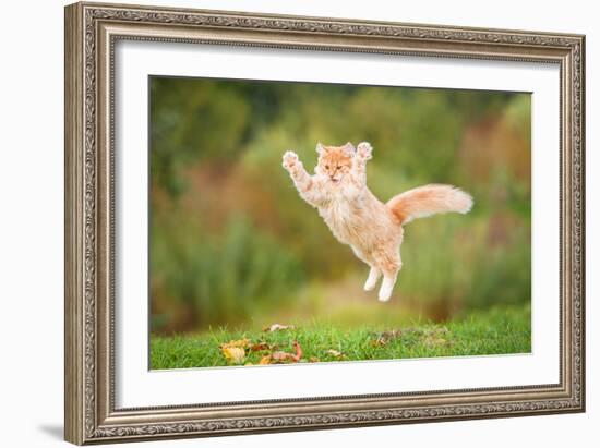 Funny Red Cat Flying in the Air in Autumn-Grigorita Ko-Framed Photographic Print