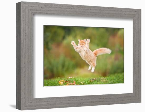 Funny Red Cat Flying in the Air in Autumn-Grigorita Ko-Framed Photographic Print