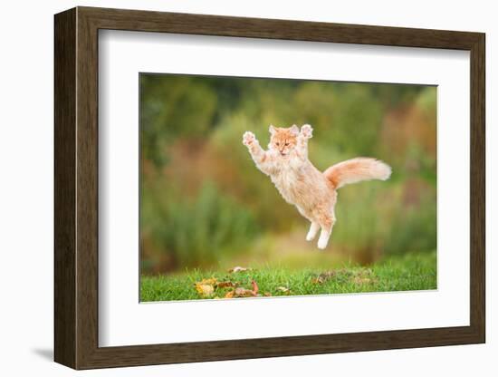 Funny Red Cat Flying in the Air in Autumn-Grigorita Ko-Framed Photographic Print