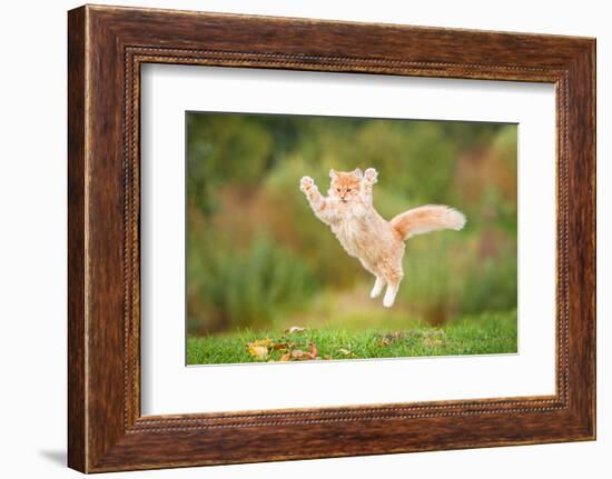 Funny Red Cat Flying in the Air in Autumn-Grigorita Ko-Framed Photographic Print