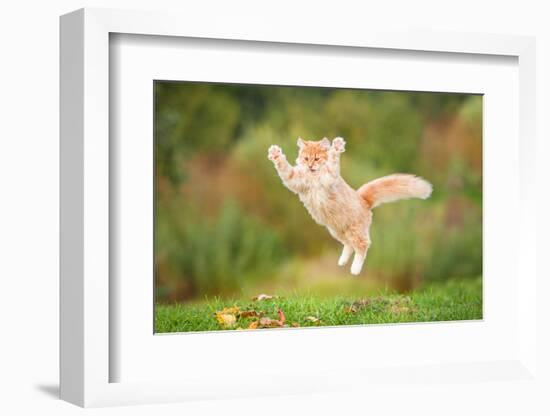 Funny Red Cat Flying in the Air in Autumn-Grigorita Ko-Framed Photographic Print