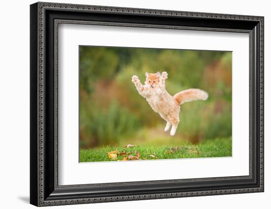 Funny Red Cat Flying in the Air in Autumn-Grigorita Ko-Framed Photographic Print