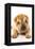 Funny Sharpei Puppy Isolated On White Background-NejroN Photo-Framed Premier Image Canvas