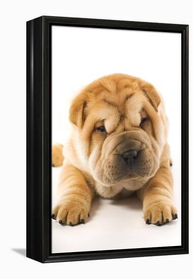 Funny Sharpei Puppy Isolated On White Background-NejroN Photo-Framed Premier Image Canvas