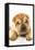 Funny Sharpei Puppy Isolated On White Background-NejroN Photo-Framed Premier Image Canvas