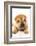 Funny Sharpei Puppy Isolated On White Background-NejroN Photo-Framed Photographic Print