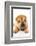 Funny Sharpei Puppy Isolated On White Background-NejroN Photo-Framed Photographic Print