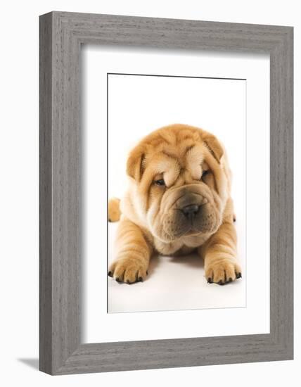 Funny Sharpei Puppy Isolated On White Background-NejroN Photo-Framed Photographic Print