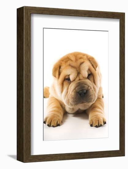 Funny Sharpei Puppy Isolated On White Background-NejroN Photo-Framed Photographic Print