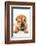Funny Sharpei Puppy Isolated On White Background-NejroN Photo-Framed Photographic Print