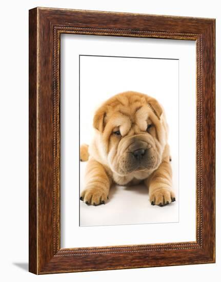 Funny Sharpei Puppy Isolated On White Background-NejroN Photo-Framed Photographic Print