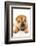 Funny Sharpei Puppy Isolated On White Background-NejroN Photo-Framed Photographic Print