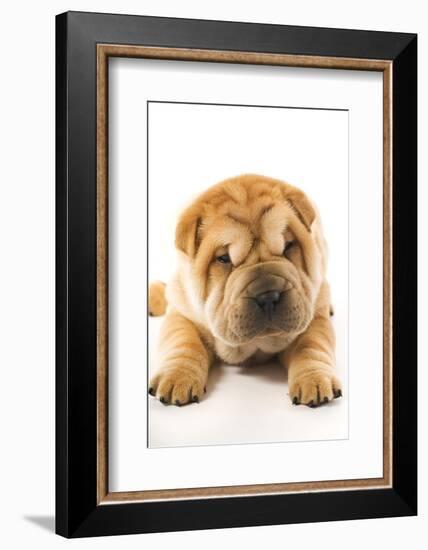 Funny Sharpei Puppy Isolated On White Background-NejroN Photo-Framed Photographic Print