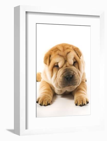 Funny Sharpei Puppy Isolated On White Background-NejroN Photo-Framed Photographic Print