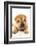 Funny Sharpei Puppy Isolated On White Background-NejroN Photo-Framed Photographic Print