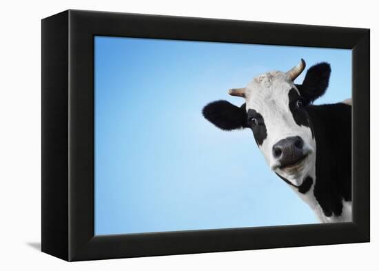 Funny Smiling Black And White Cow On Blue Clear Background-Dudarev Mikhail-Framed Premier Image Canvas