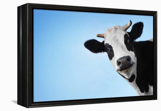 Funny Smiling Black And White Cow On Blue Clear Background-Dudarev Mikhail-Framed Premier Image Canvas