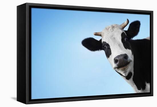 Funny Smiling Black And White Cow On Blue Clear Background-Dudarev Mikhail-Framed Premier Image Canvas