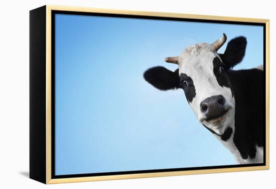 Funny Smiling Black And White Cow On Blue Clear Background-Dudarev Mikhail-Framed Premier Image Canvas