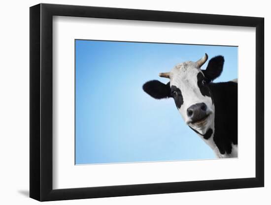 Funny Smiling Black And White Cow On Blue Clear Background-Dudarev Mikhail-Framed Premium Photographic Print