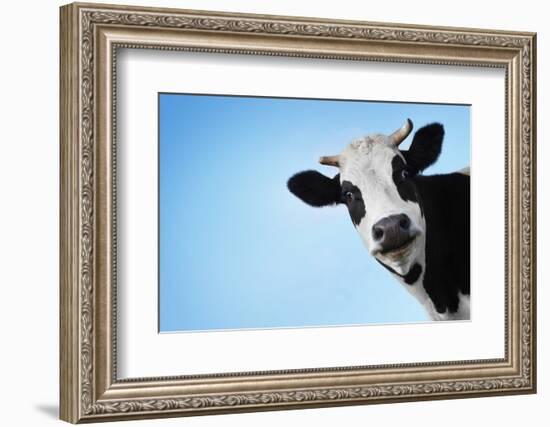 Funny Smiling Black And White Cow On Blue Clear Background-Dudarev Mikhail-Framed Photographic Print