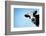 Funny Smiling Black And White Cow On Blue Clear Background-Dudarev Mikhail-Framed Photographic Print